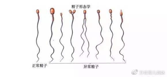 关于jingziwo精子窝最新地址的文章